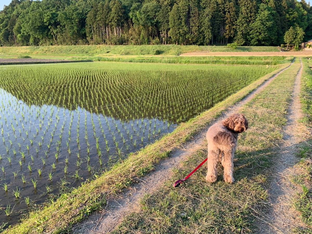 f:id:MilkyWay77:20190525173545j:plain f:id:MilkyWay77:20190525173545j:plain