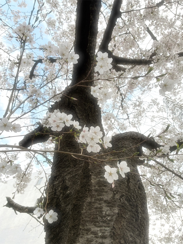 f:id:Milkyway000:20260328154509j:image