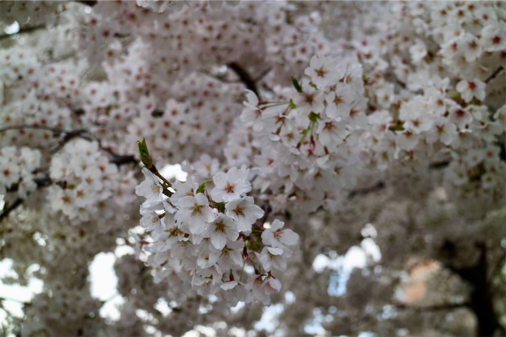 f:id:MinaZacky:20190414213242j:image