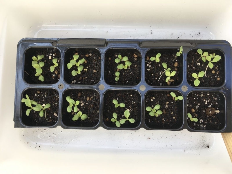 とう立ちしちゃった リーフレタスの夏蒔き Mindieのブログ とう立ちしちゃった リーフレタスの夏蒔き Mindieのブログ