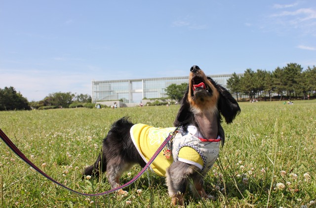 f:id:MiniatureDachshund:20190901174413j:image f:id:MiniatureDachshund:20190901174413j:image