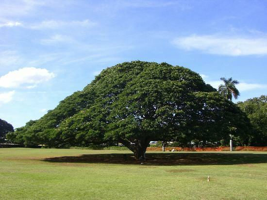 モンキーポッド アメリカネムノキ の種まき 我が家の場合 植物当番