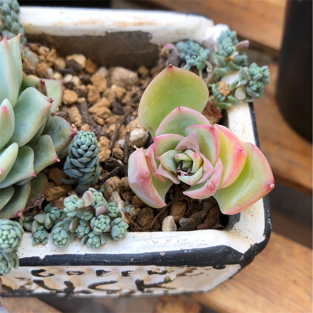 みにのタニパト日記 今度はシルエットがお星様に 植物当番