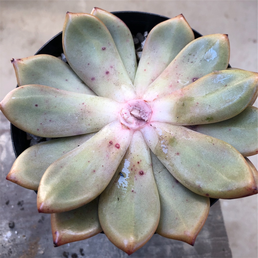 エケベリア アリエル 胴切りしたよ 植物当番 エケベリア アリエル 胴切りしたよ 植物当番