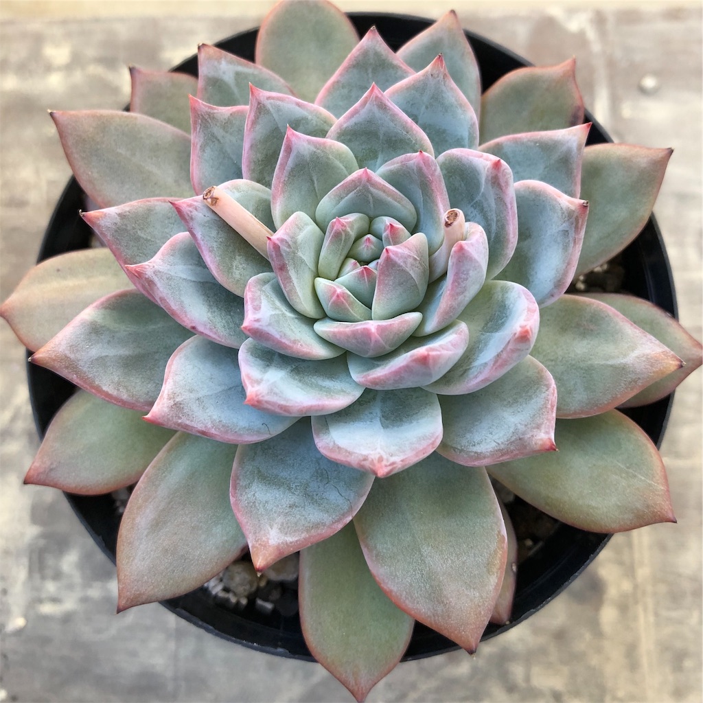 エケベリア アリエル 胴切りしたよ 植物当番 エケベリア アリエル 胴切りしたよ 植物当番
