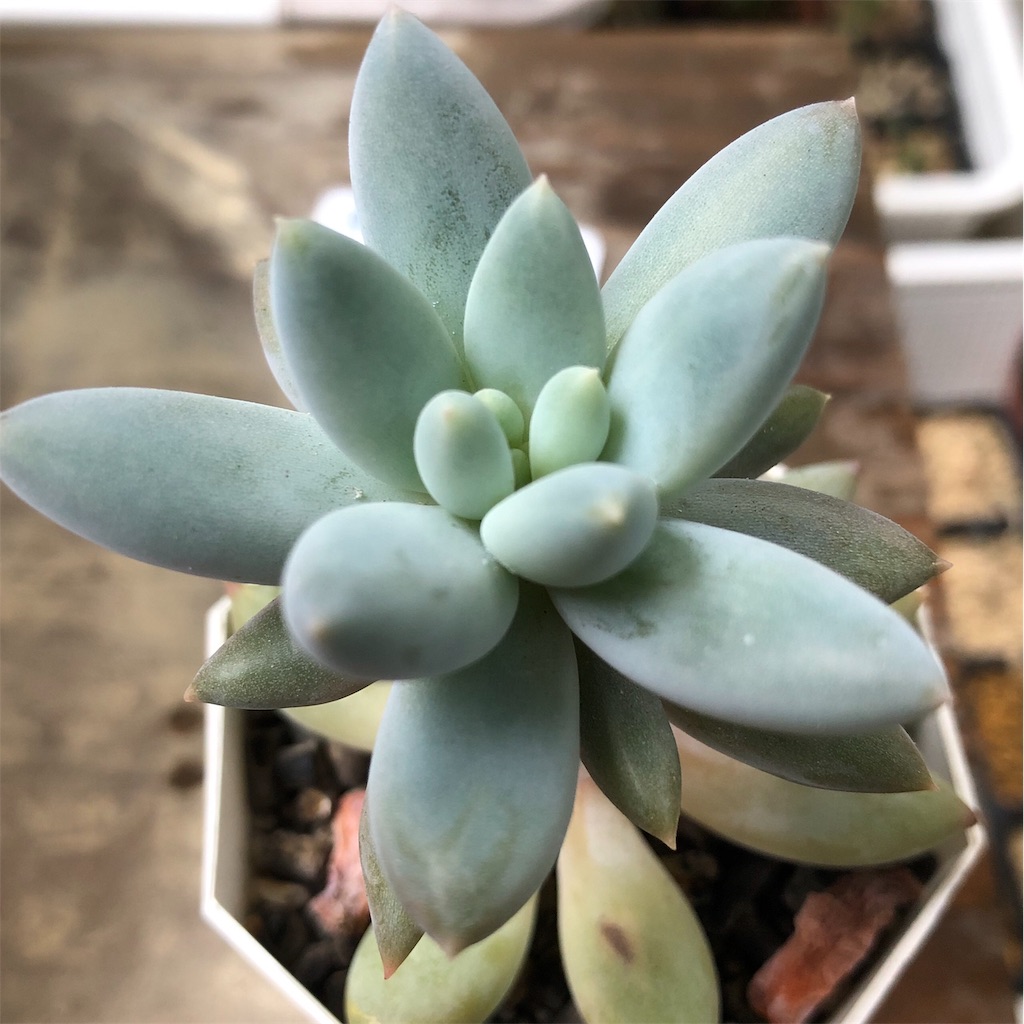 徒長した多肉を救え その後 植物当番 徒長した多肉を救え その後 植物当番