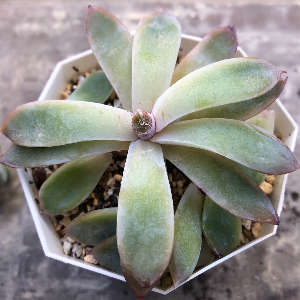 徒長した多肉を救え その後 植物当番 徒長した多肉を救え その後 植物当番