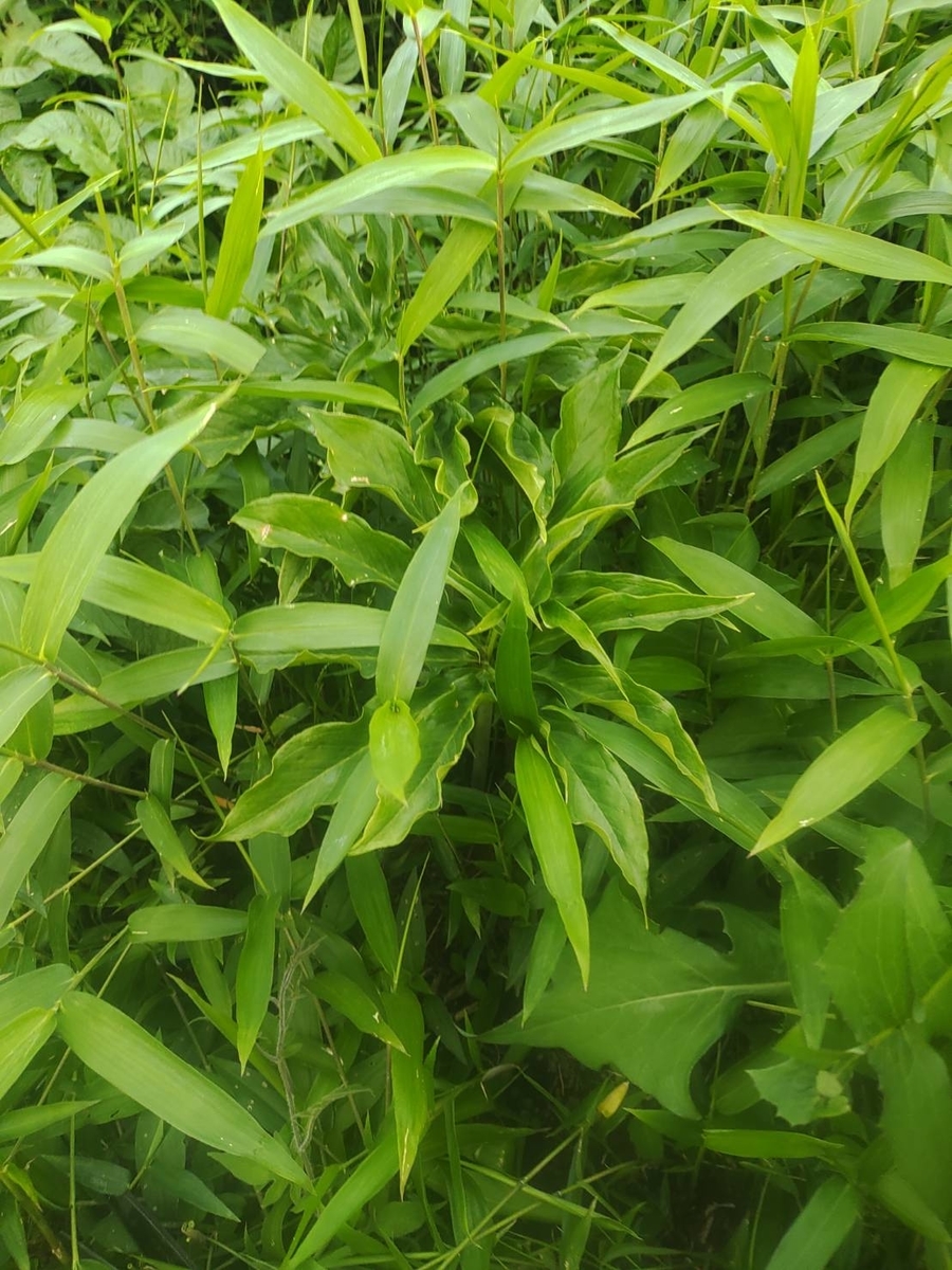 f:id:MinoriBusinessDev:20210524134716j:plain