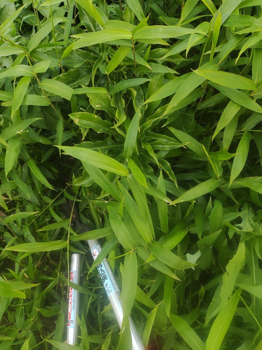 f:id:MinoriBusinessDev:20210524134833j:plain