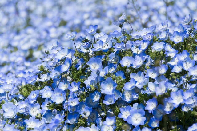 f:id:MinoriK:20170715134130j:image f:id:MinoriK:20170715134130j:image