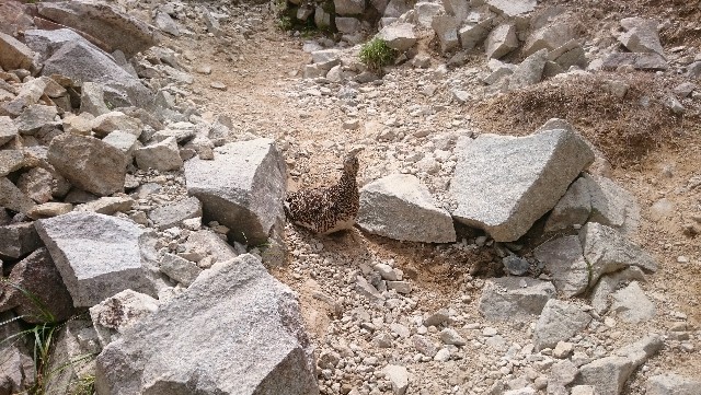 f:id:Minow:20190217175735j:image f:id:Minow:20190217175735j:image