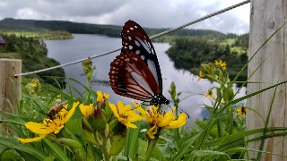f:id:Minow:20210727055422j:image