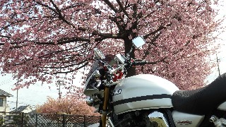 f:id:Minow:20220322201216j:image f:id:Minow:20220322201216j:image