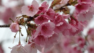 f:id:Minow:20220322201302j:image f:id:Minow:20220322201302j:image