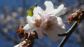 f:id:Minow:20220524085343j:image f:id:Minow:20220524085343j:image
