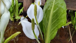 f:id:Minow:20220605085253j:image f:id:Minow:20220605085253j:image