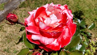 f:id:Minow:20220703073645j:image f:id:Minow:20220703073645j:image