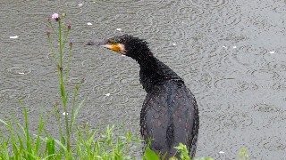 f:id:Minow:20230328055359j:image