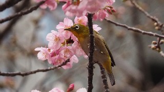 f:id:Minow:20230328065810j:image