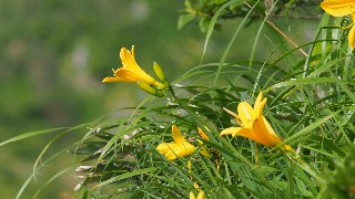 f:id:Minow:20230708151141j:image