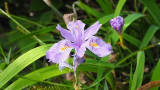 f:id:Minow:20230708151359j:image