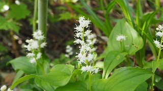 f:id:Minow:20230708151428j:image