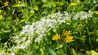 f:id:Minow:20230708151549j:image