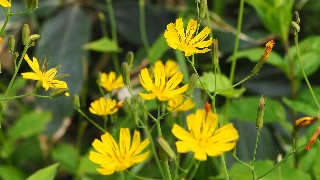 f:id:Minow:20230708151616j:image