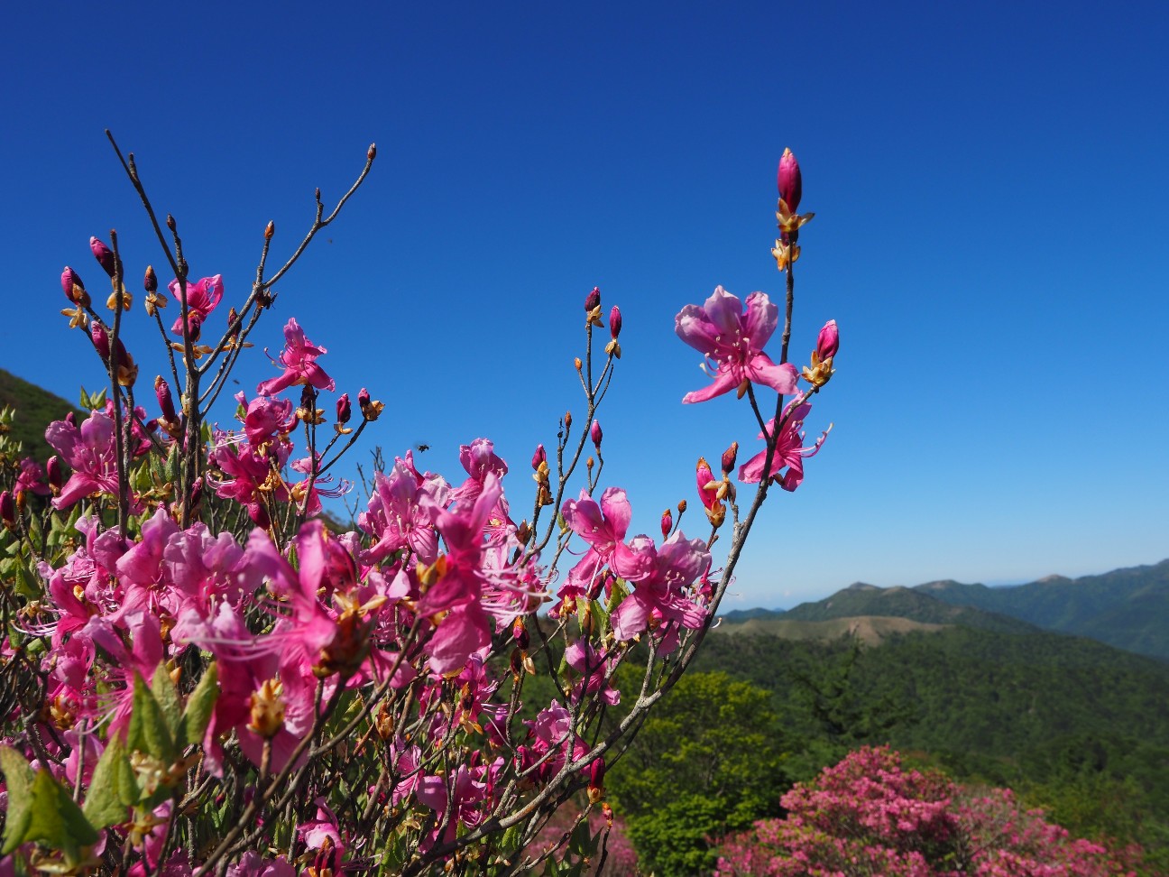 f:id:Minow:20260530171329j:image f:id:Minow:20260530171329j:image