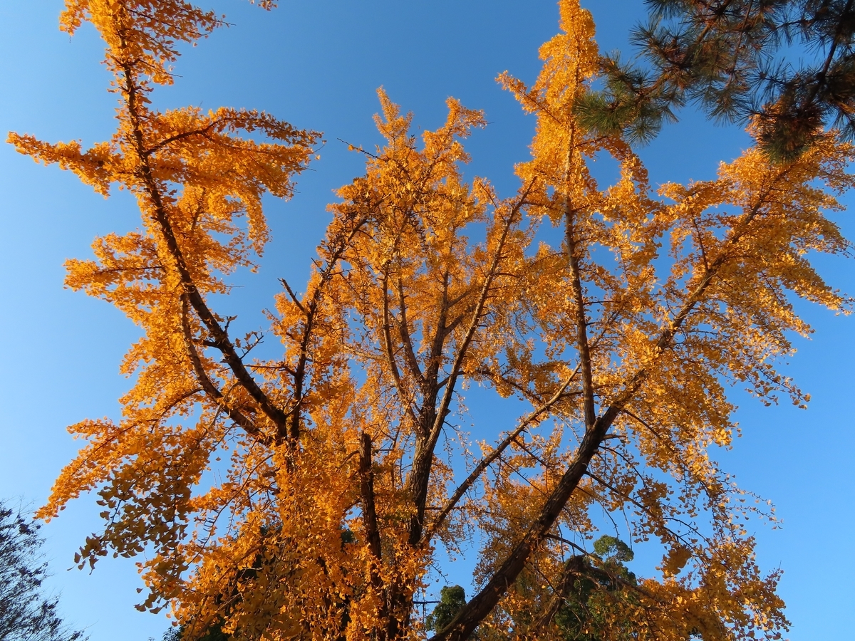 f:id:Mirik:20191201215203j:plain