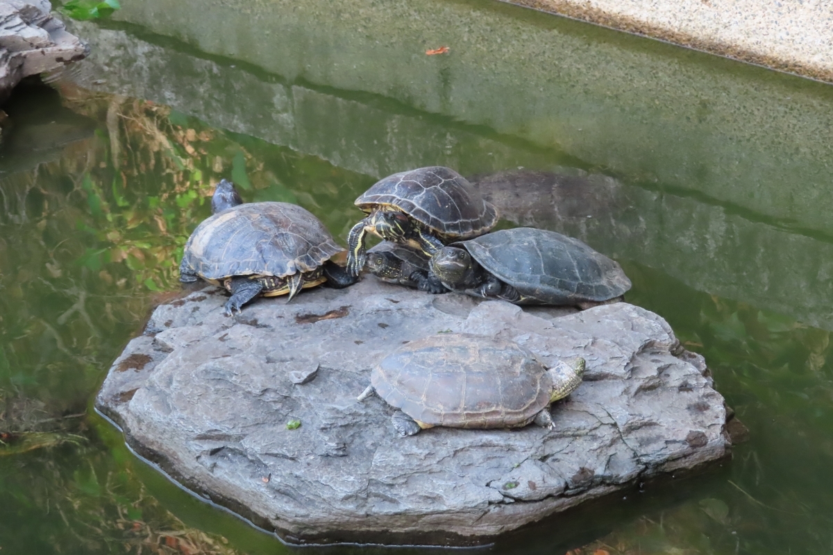 f:id:Mirik:20201105161515j:plain