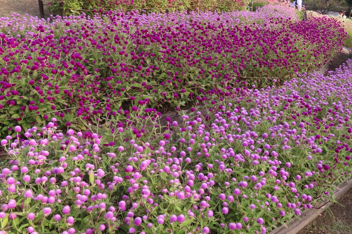 f:id:Mirik:20211103124752j:plain