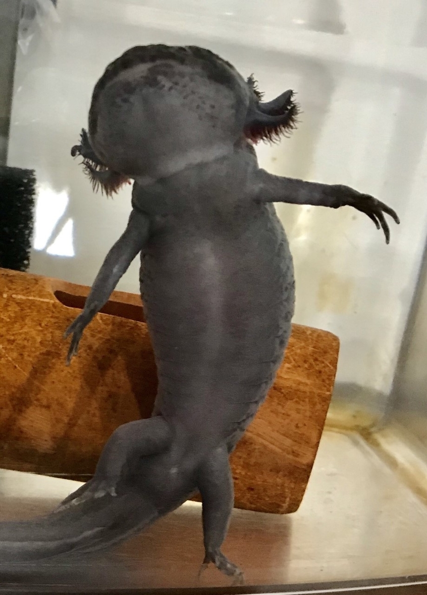 ルーパーさんの総排泄腔の形状が変わった ウーパールーパーの智慧