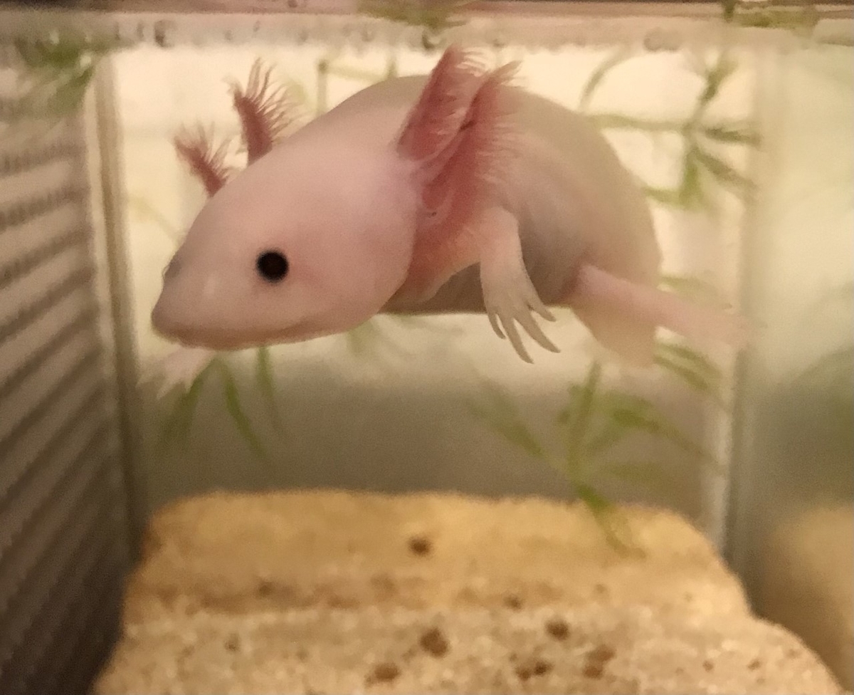 f:id:MisaTamaki:20210725120629j:plain