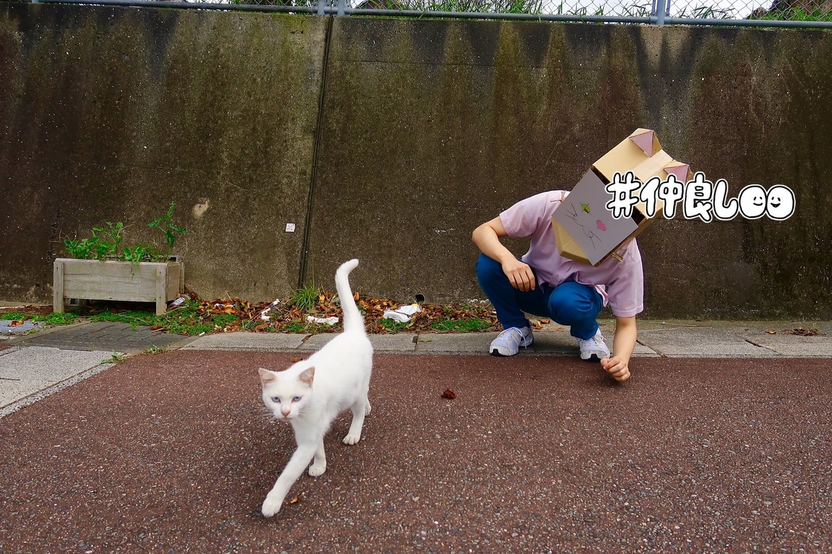 f:id:Misnieju:20201202152323j:plain