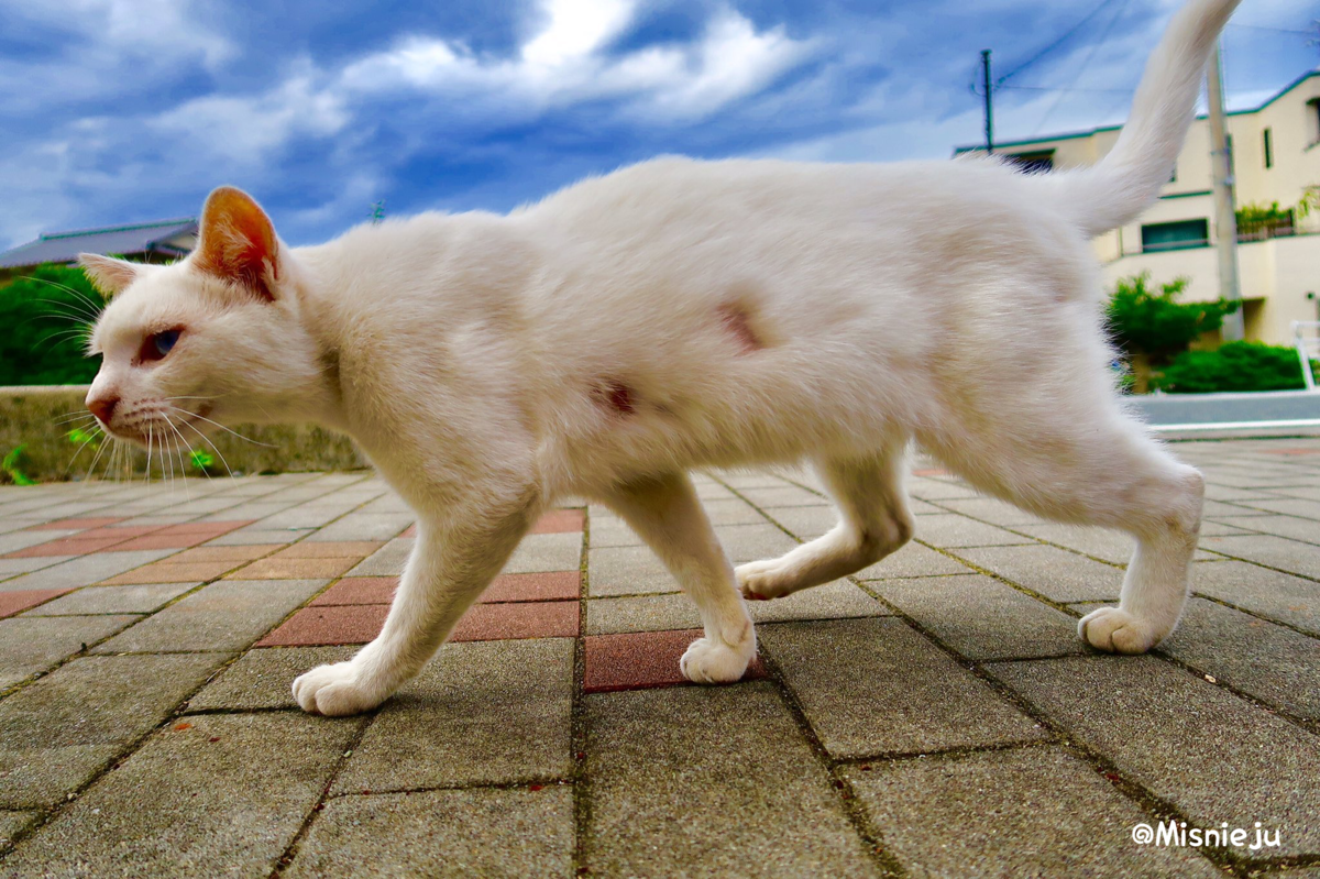f:id:Misnieju:20201202153010p:plain
