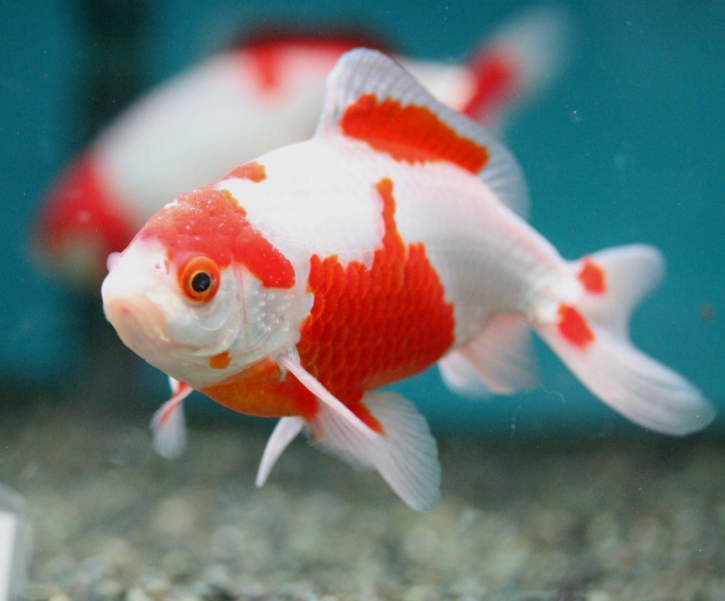 金魚の放流は 何故あってはならなかったのか Mistiroom