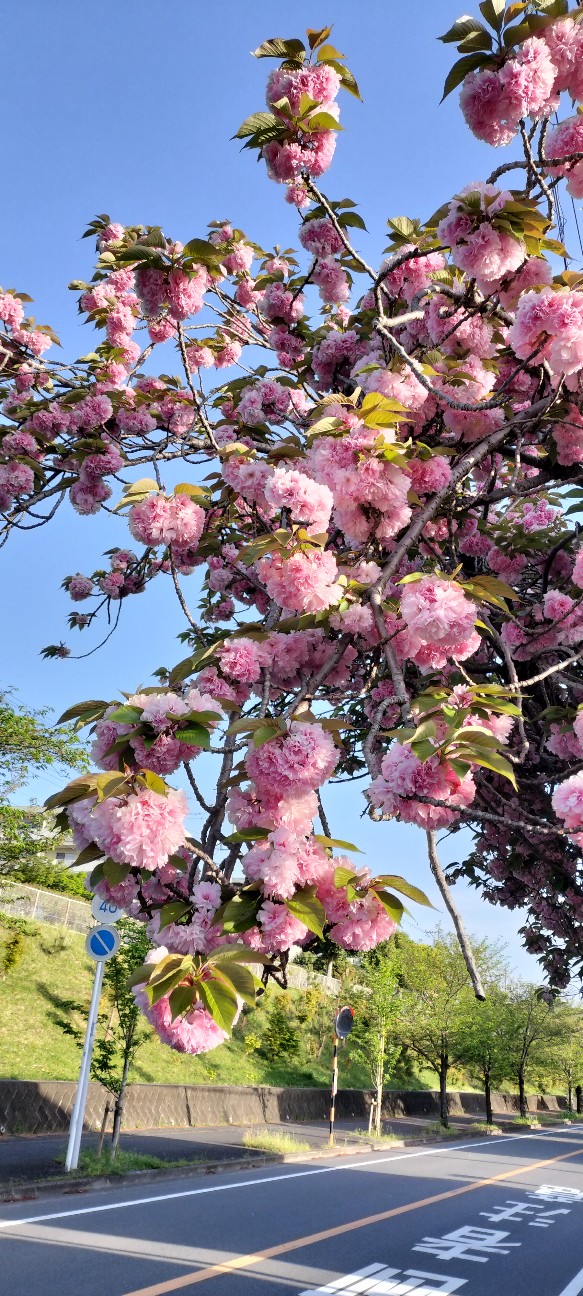 f:id:Mitreya:20260419102604j:image f:id:Mitreya:20260419102604j:image