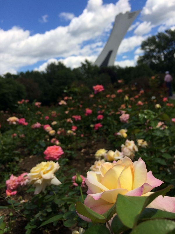 f:id:Mizucchini:20200516011004j:plain f:id:Mizucchini:20200516011004j:plain