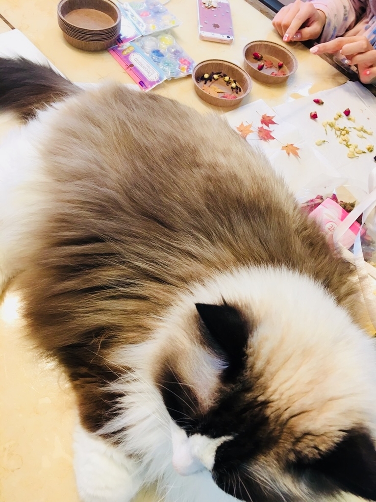 f:id:Mizukame:20181204164106j:plain f:id:Mizukame:20181204164106j:plain