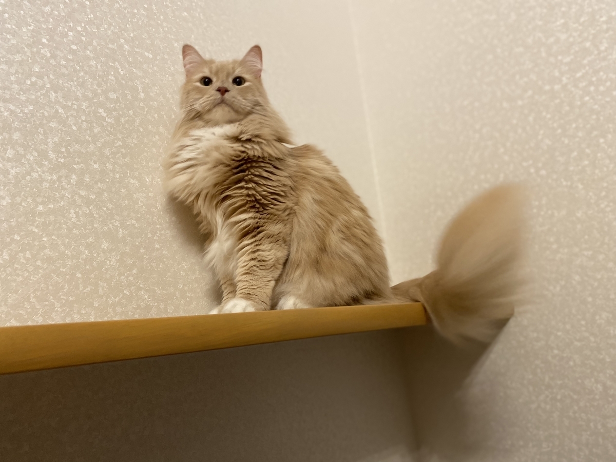 にゃんにゃんの日🐈 - うたねこみずかの部屋