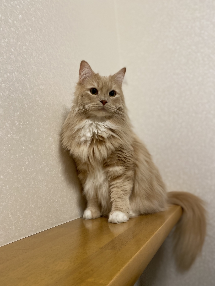 にゃんにゃんの日🐈 - うたねこみずかの部屋