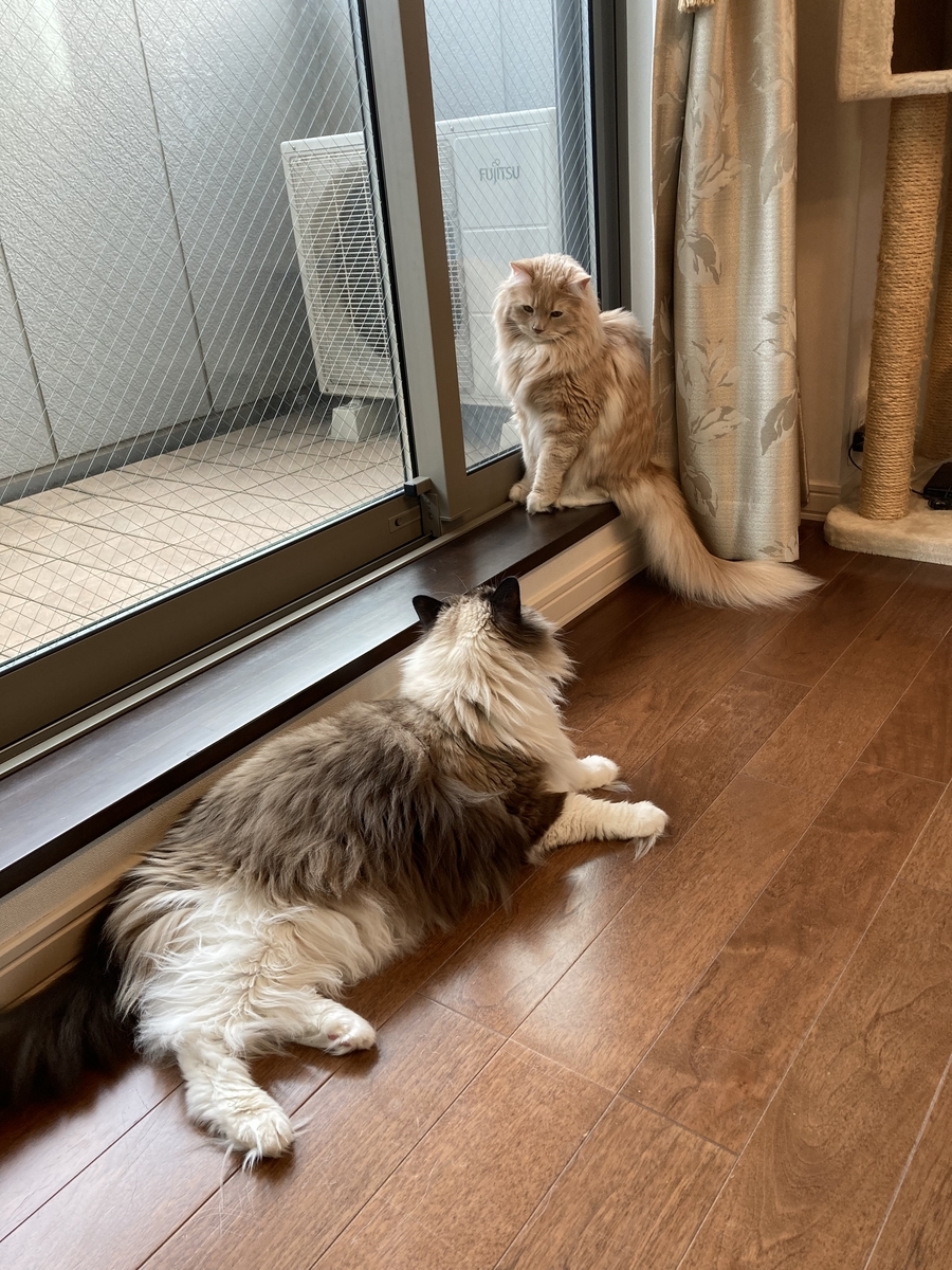にゃんにゃんにゃんの日🐈💓 - うたねこみずかの部屋