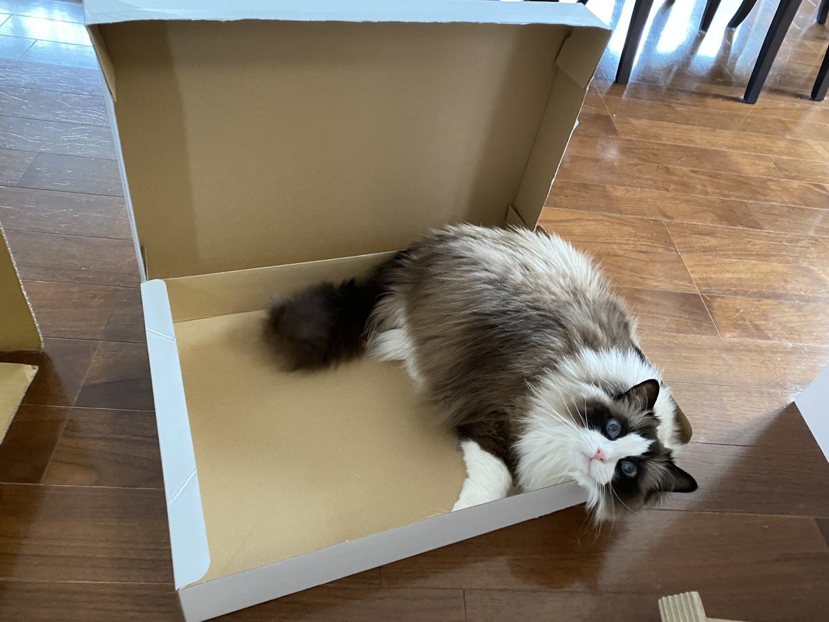 にゃんにゃんにゃんの日🐈💓 - うたねこみずかの部屋