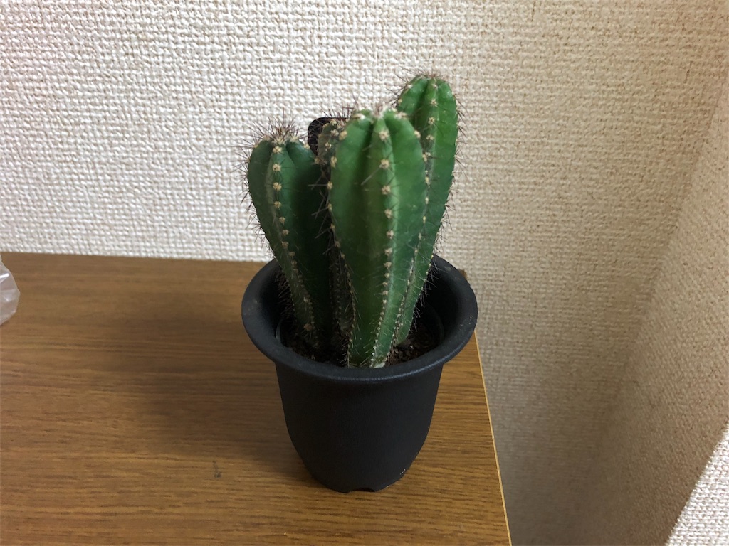 f:id:Mizuki9852:20191116124615j:image