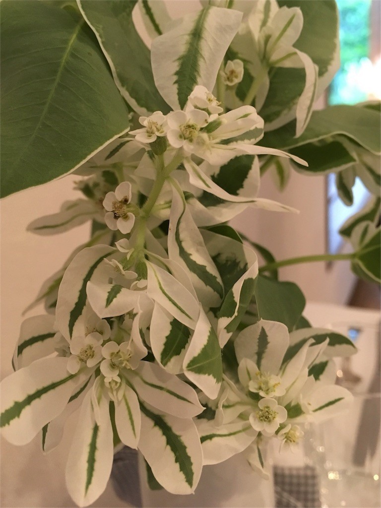 f:id:Mmc:20180613235005j:plain f:id:Mmc:20180613235005j:plain