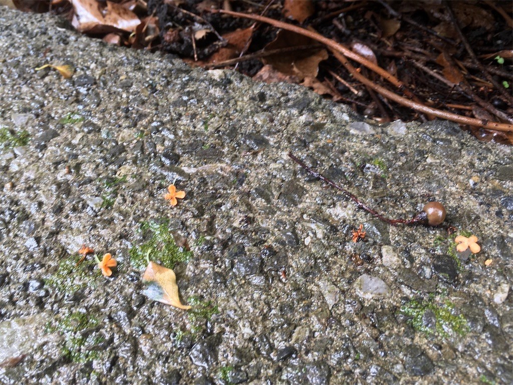 f:id:Mmc:20191109150522j:image f:id:Mmc:20191109150522j:image