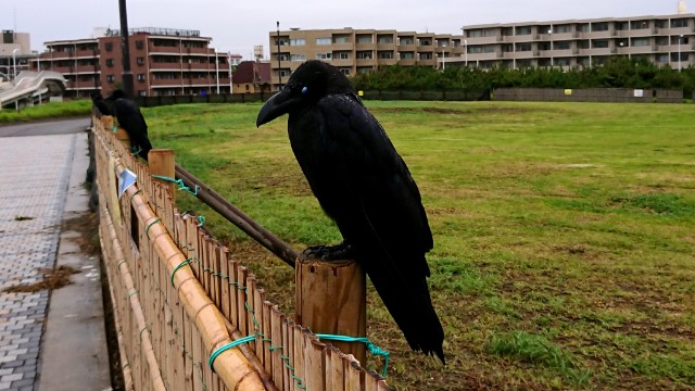 雨で近づいても逃げないカラス