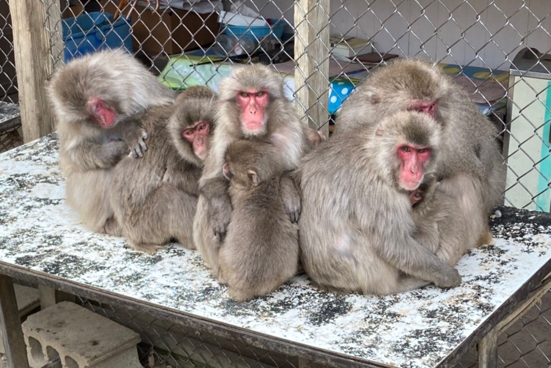 f:id:Moai1:20210504001502j:plain