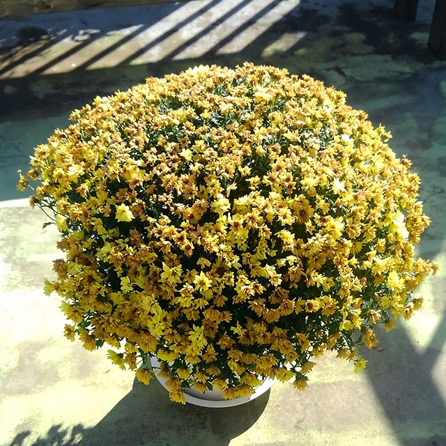 ぼさ菊